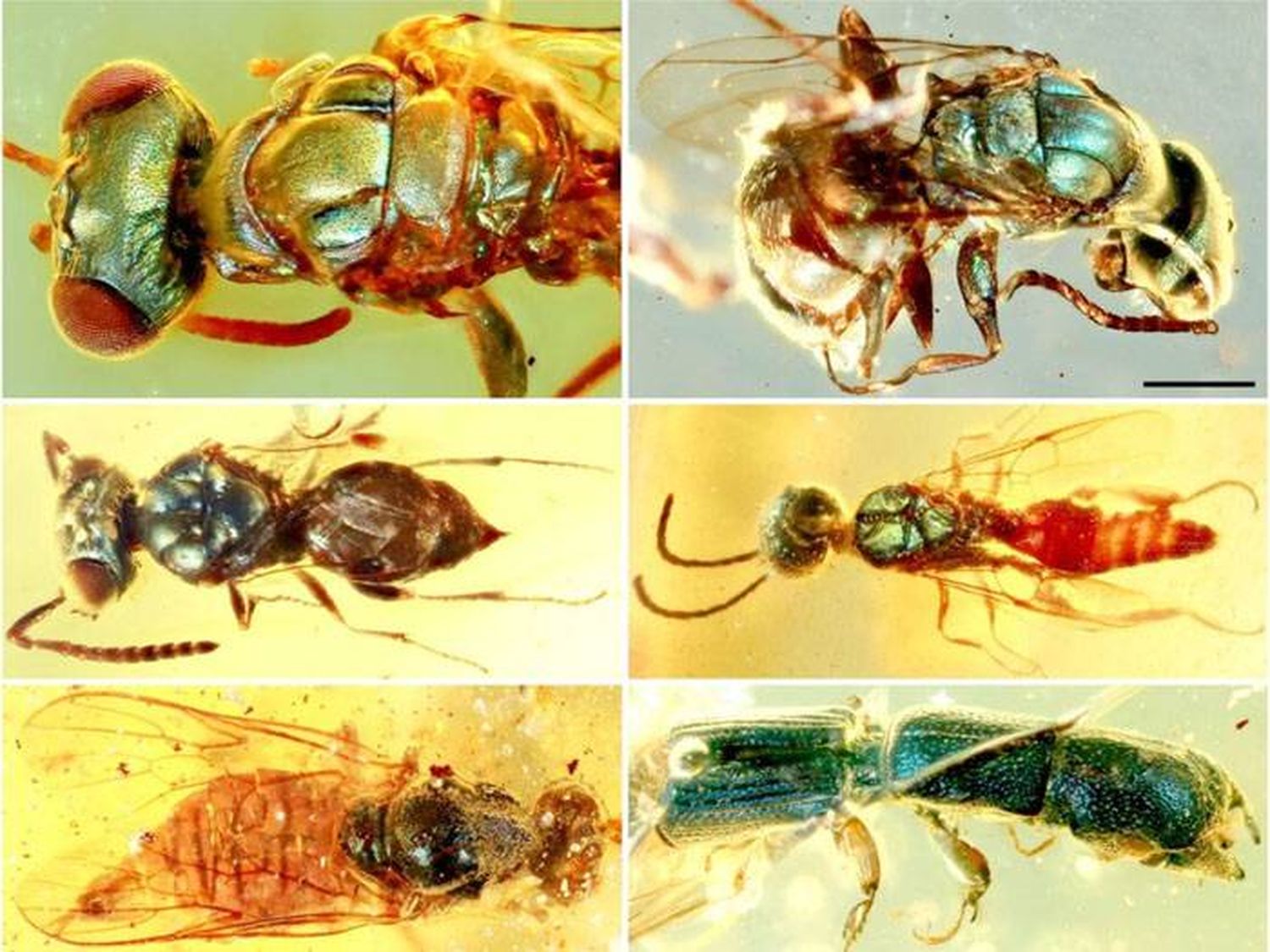 Así eran los colores de los insectos hace 99 millones de años