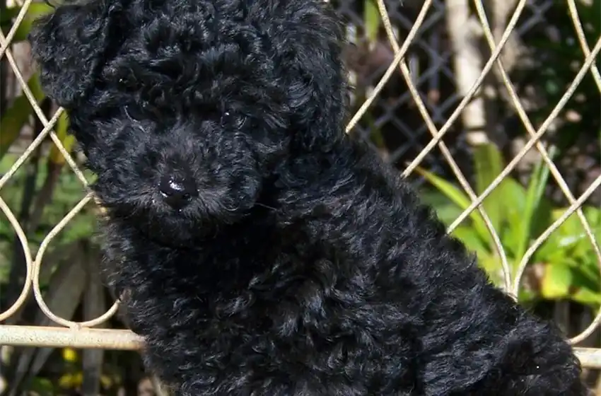 Detuvieron a una persona por abandonar a su caniche en el auto