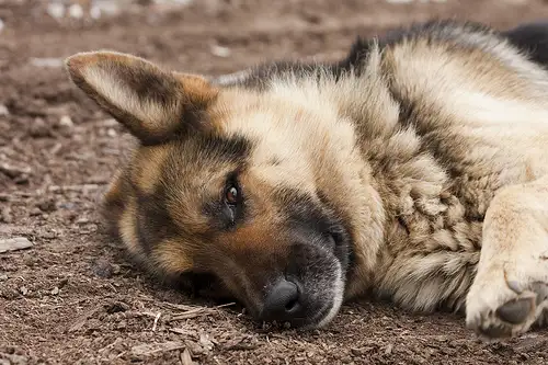 Mató de un disparo al perro del vecino por pelearse con el suyo 