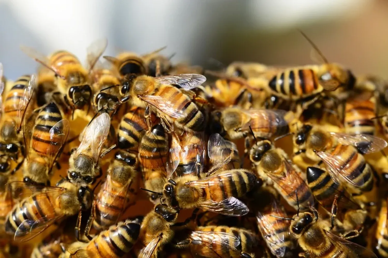 Un hombre murió tras ser picado por 150 abejas