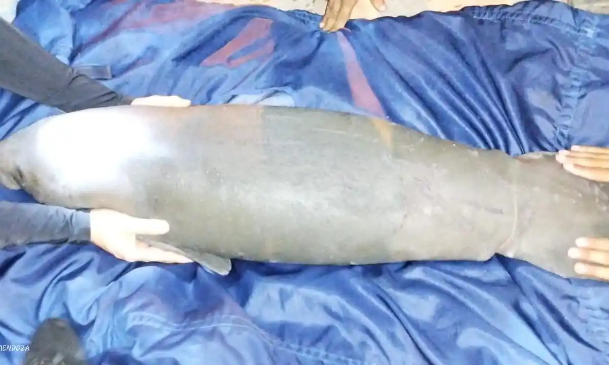 Rescatan a bebé manatí en el río Magdalena (+ Video) 