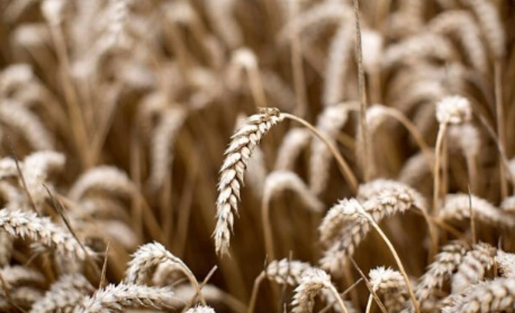 La Unión Europea culpa al Kremlin de la inminente crisis alimentaria mundial