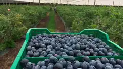 Arándano: pero sin cosechadores de otras provincias ni IFE