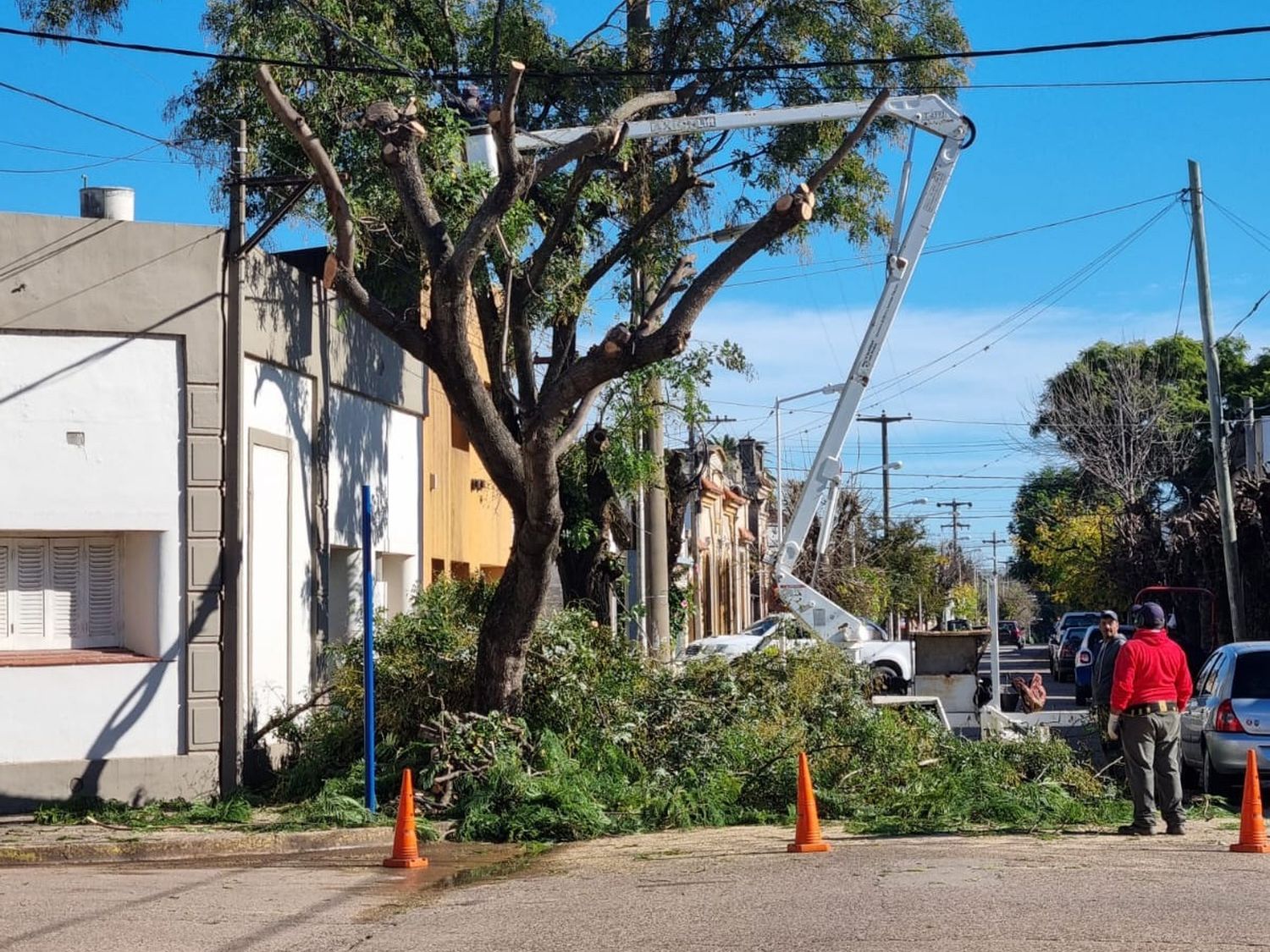 Tránsito cortado: continúan los trabajos de poda en calle Liniers