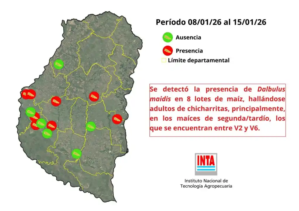 INTA: en Gualeguay no se registró presencia de chicharrita del maíz durante el último monitoreo