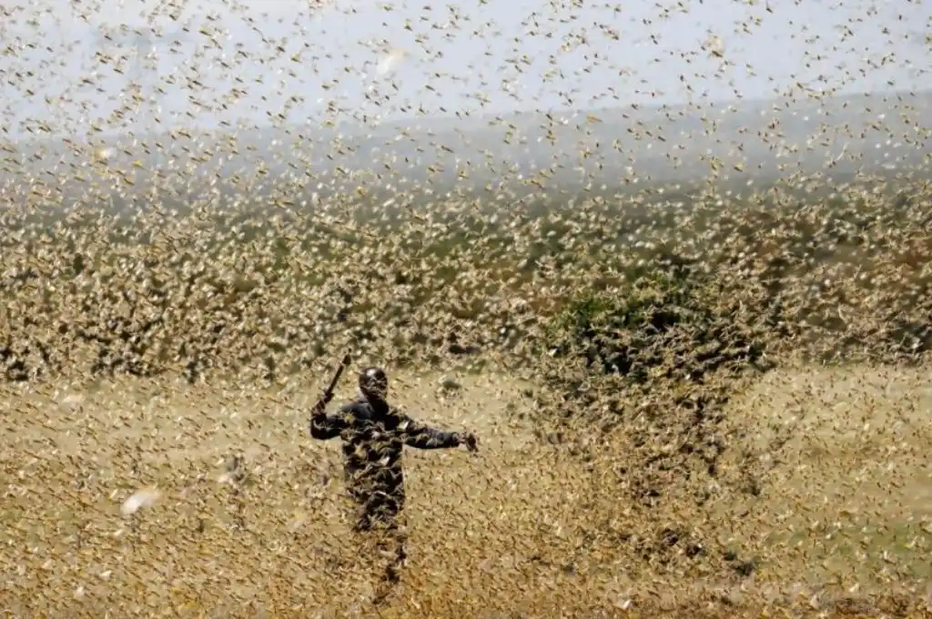 Langostas del desierto invaden Etiopía y se agrava la crisis alimentaria que sufre el país