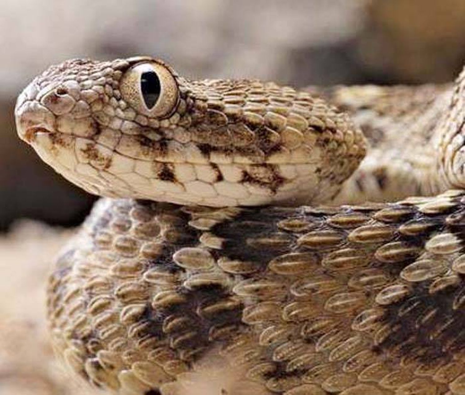 El veneno de una serpiente impediría la reproducción del coronavirus