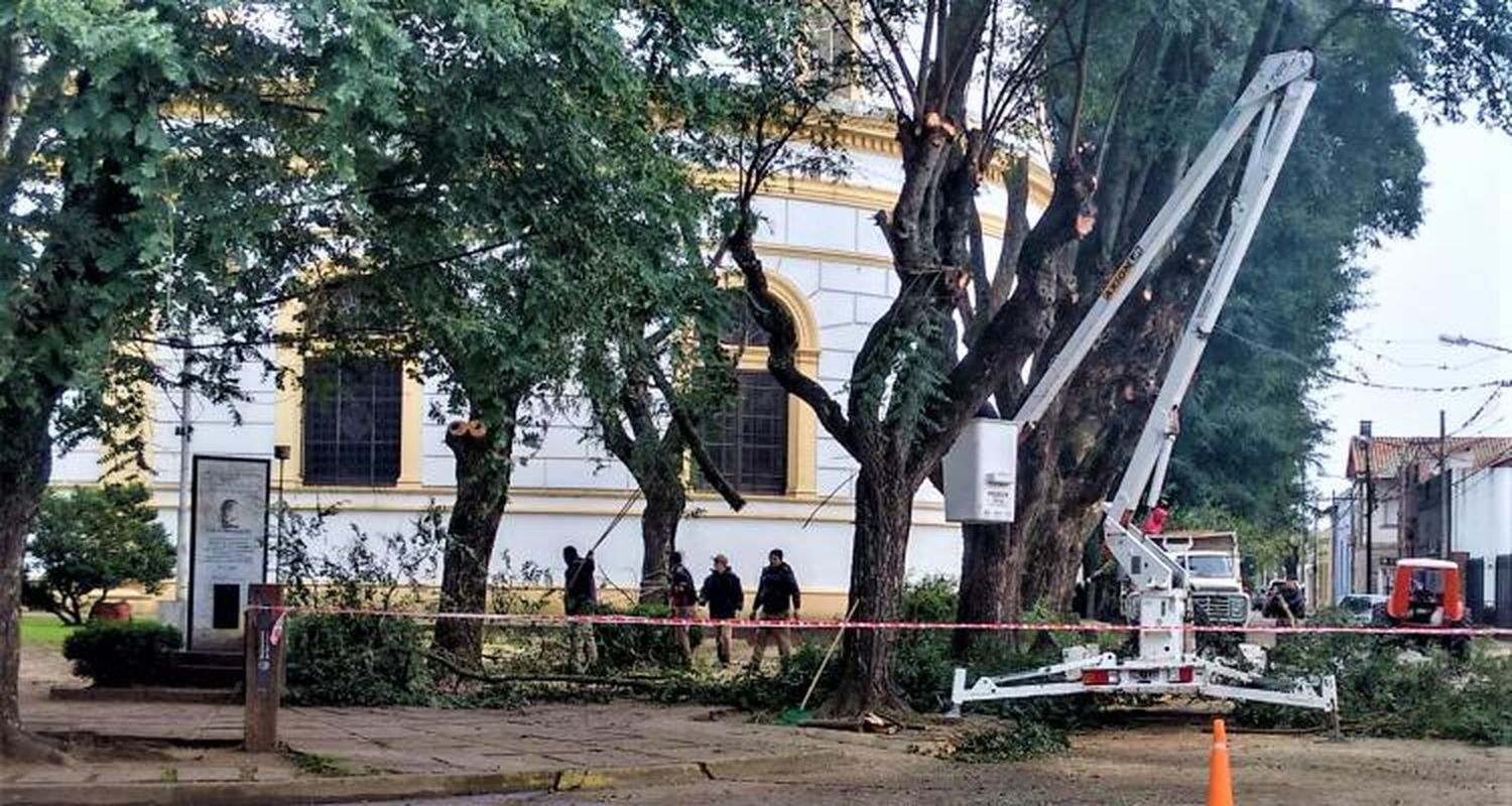 Proponen un “Banco de leña” para aprovechar la poda del arbolado público pero hay dudas sobre su implementación