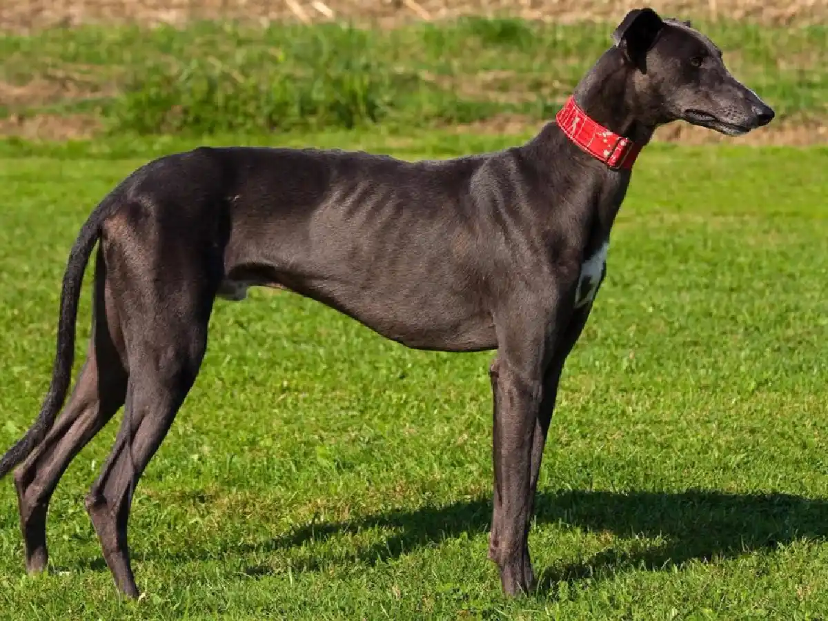 Arroyito: dos personas fueron imputadas por la muerte de un perro galgo
