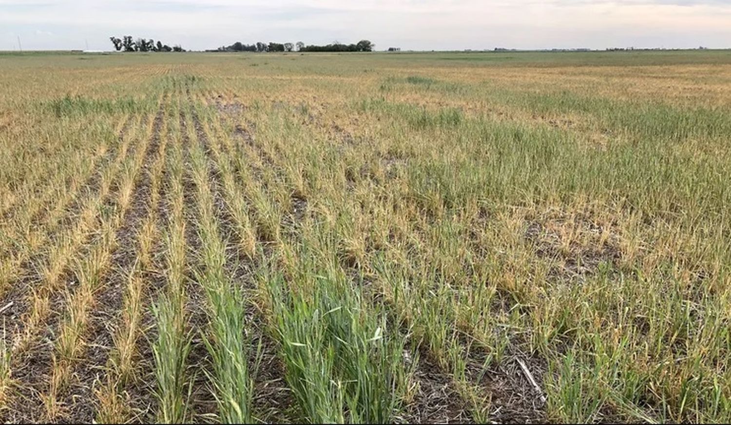 La Niña continúa a paso firme y agudiza aún más la sequía