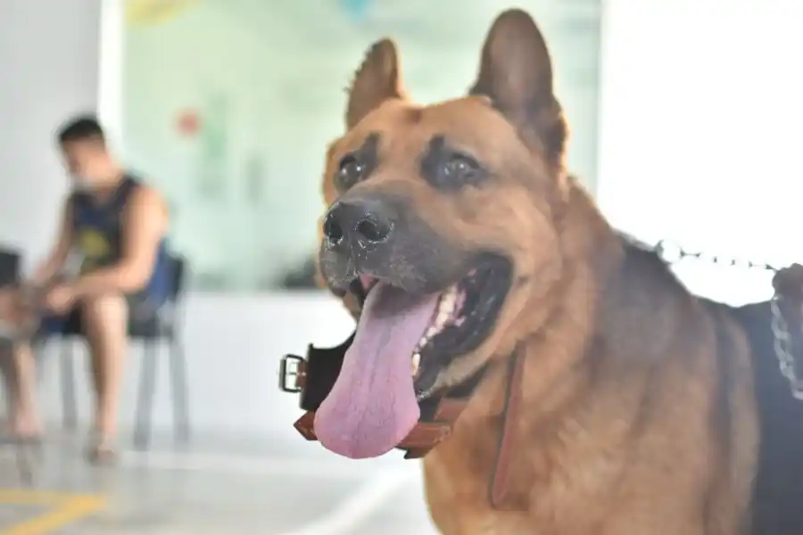 “Castraciones en tu barrio”: ¿en qué barrio?