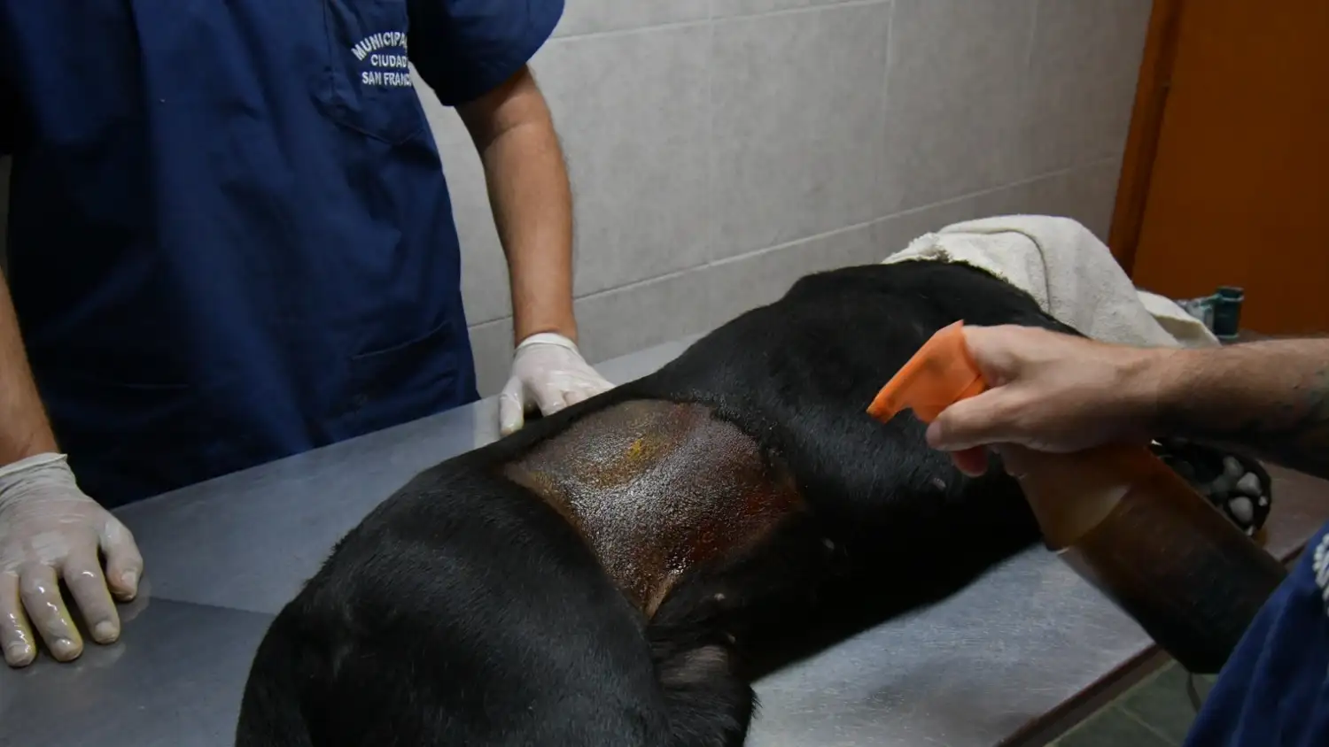 Más castraciones, menos mordeduras: San Francisco es referente en sanidad animal.