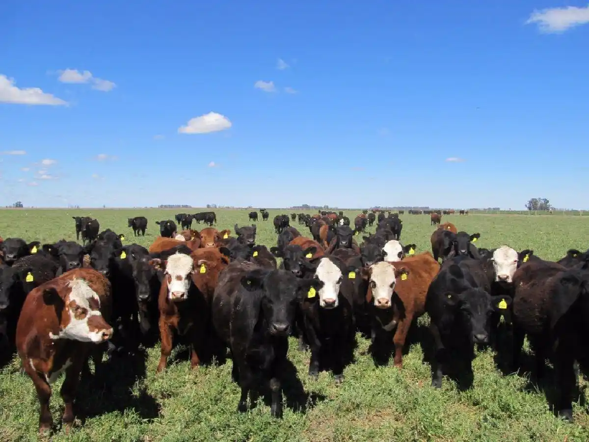  Aseguran que “el negocio de la carne ha sido muy bueno este año”   