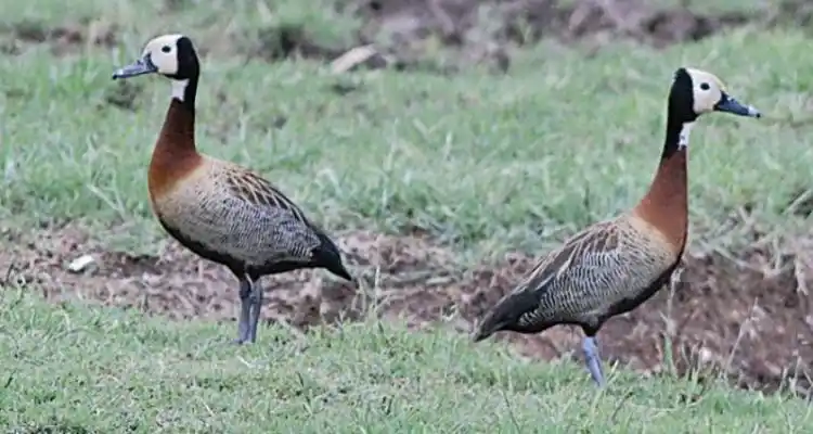 Nuevos registros para el banco de Imágenes de Aves de San Pedro