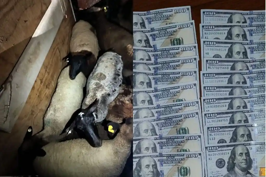 Ovejas y dólares secuestrados