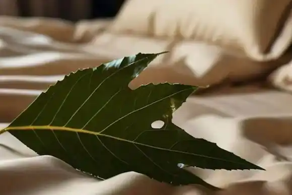 Por qué hay que poner una hoja de laurel debajo de la almohada y para qué sirve