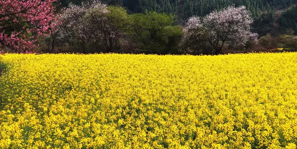 Carinata, camelina y colza: los cultivos que ganan terreno impulsados por los biocombustibles