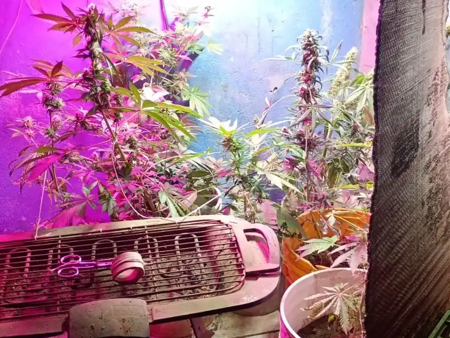 Una menor de edad fue detenida por comercio de drogas en la zona sur