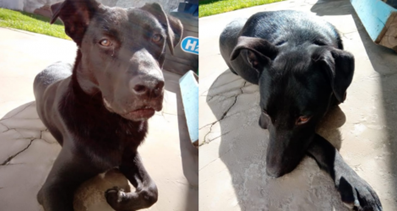 Se llama Tino y está perdido