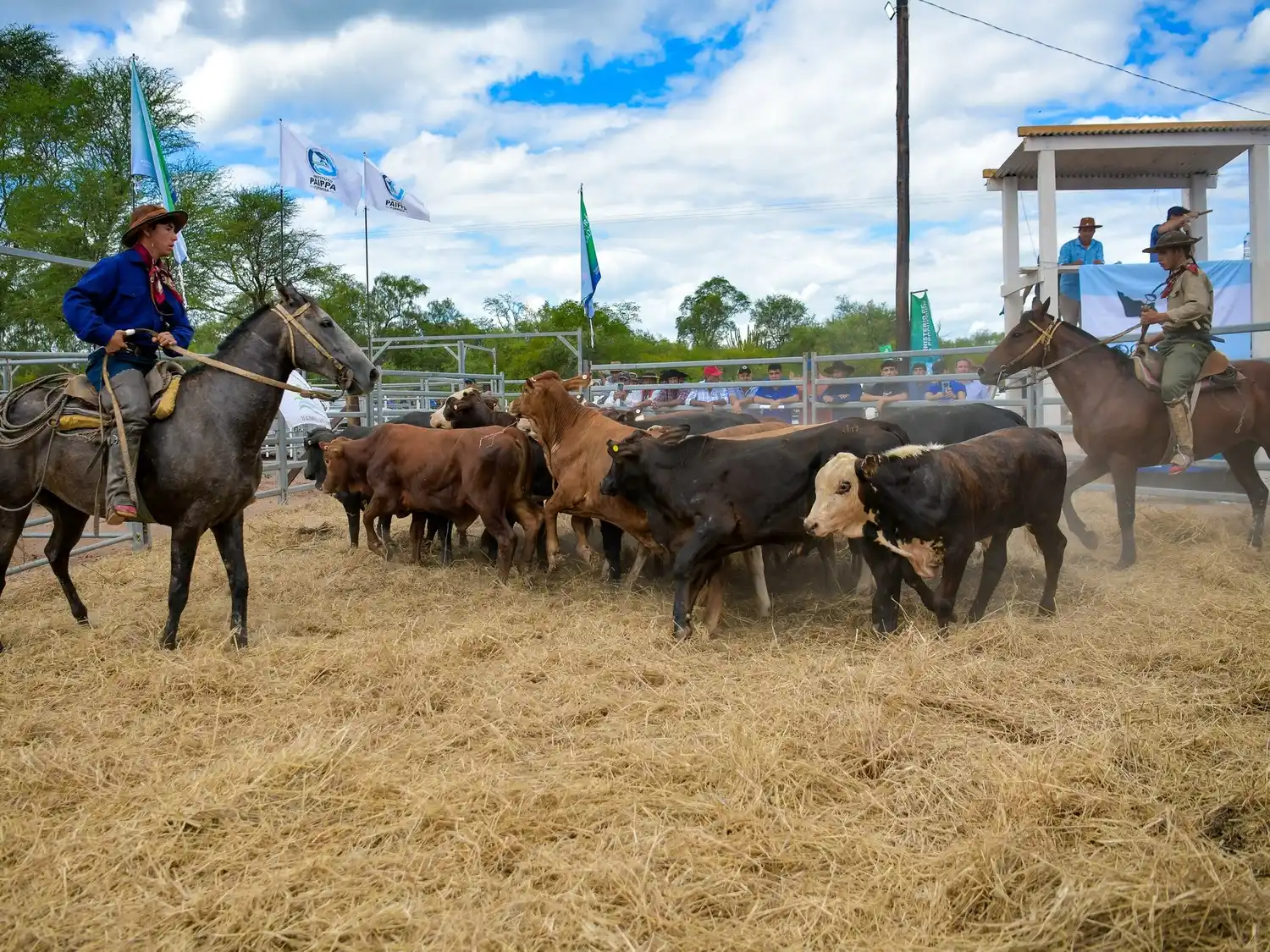 Laguna Blanca será sede de la próxima Feria Ganadera Paippera