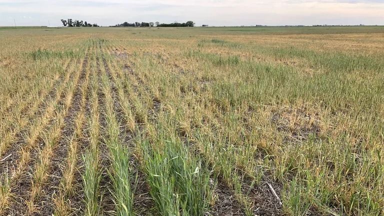 El sur santafesino, una de las regiones más afectadas por los caprichos de La Niña