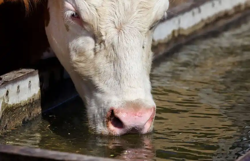 “En estos días, para los animales es más importante administrarles agua que comida”