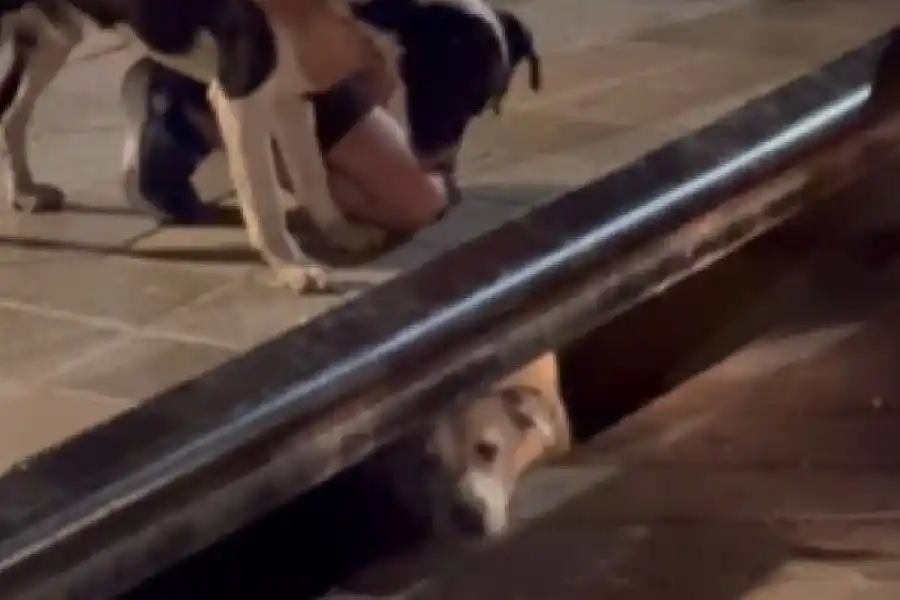 Digno de película: un perrito se cayó en una alcantarilla y su amigo alertó a todos pidiendo ayuda