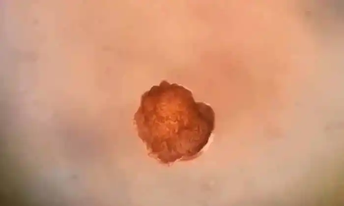 Científicos construyen los primeros robots vivos