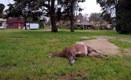 Mar del Plata: Aparecieron dos caballos muertos y sospechan envenenamiento 