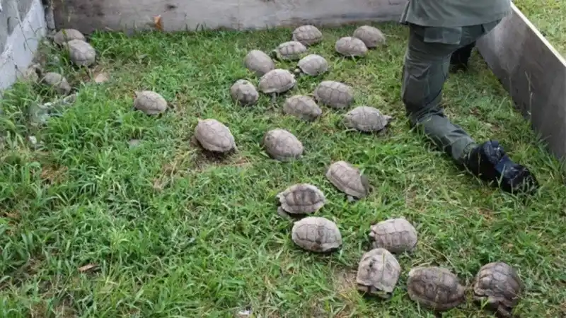 Gendarmería rescató en la provincia a decenas de tortugas y loros trasladados en un camión