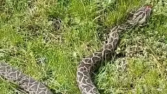 Vecinos de la zona grabaron la presencia de la serpiente venenosa.