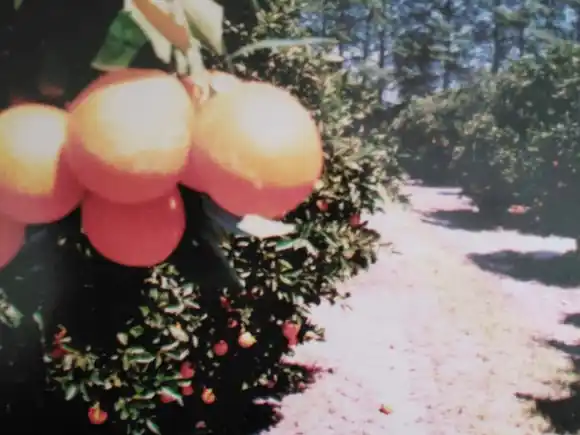 Fiestas tradicionales que se celebran en Entre Ríos