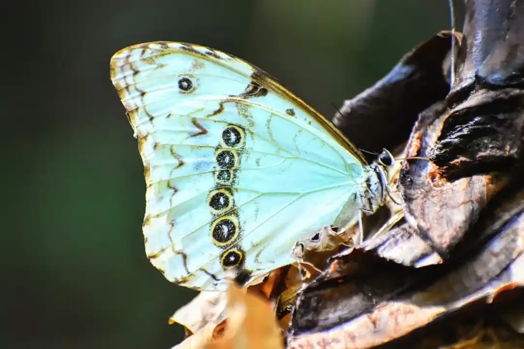 Mariposa bandera argentina - 1