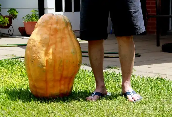 Gualeguaychú tiene su propio record: ¡Cosecharon un zapallo de 38 kilos! 