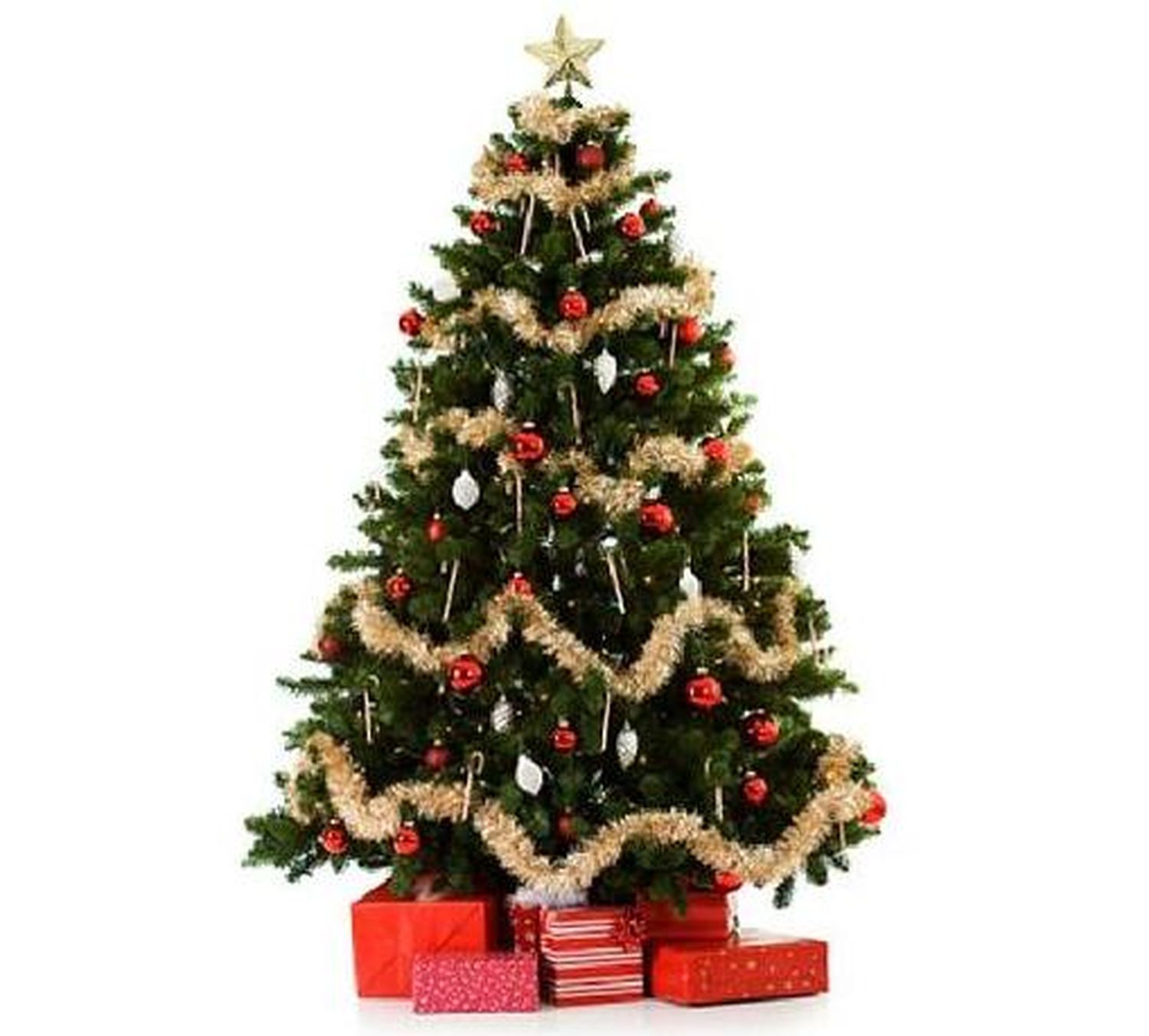 Las plantas de Navidad son símbolo de las tradiciones