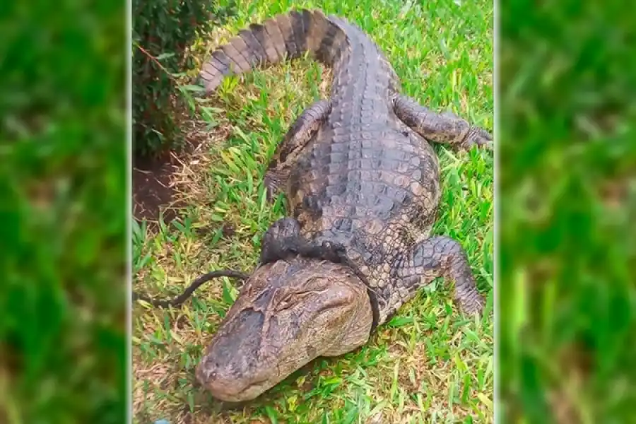 Salieron al patio y se encontraron un yacaré de dos metros y medio