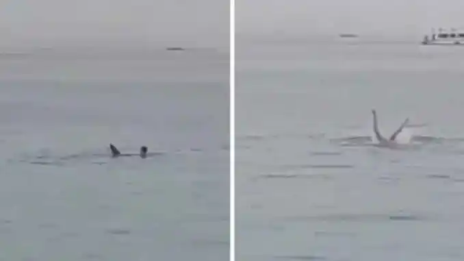 Cazan y matan a tiburón que asesinó a un ruso en Egipto