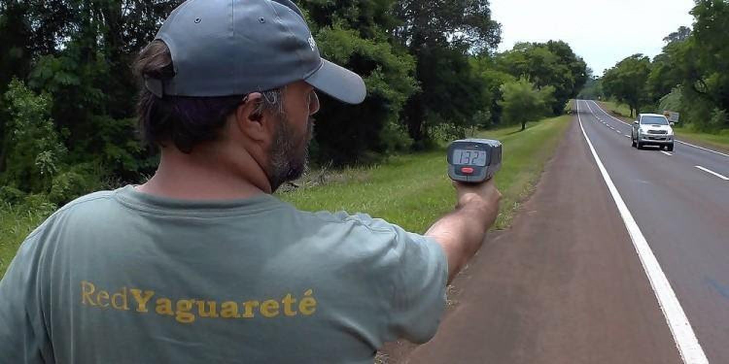 Acción de Amparo contra el atropellamiento de animales en rutas de Misiones