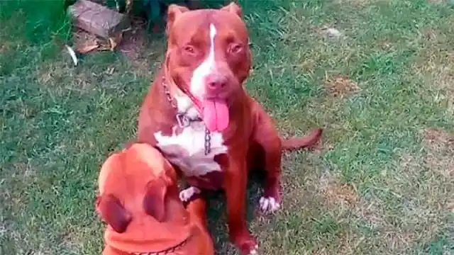 Confirman que no serán sacrificados los dos Pitbull que atacaron al ladrón
