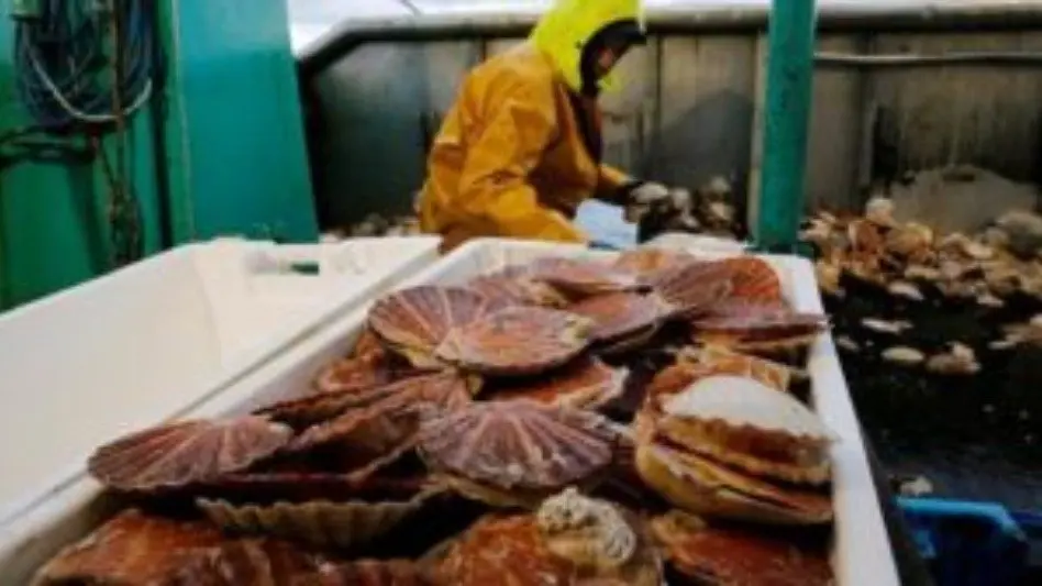 La vieira y el langostino: dos pesquerías con desarrollo 