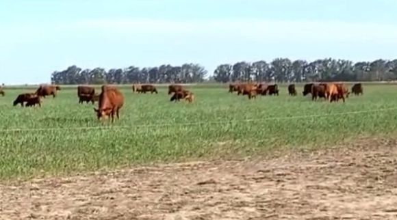 Emergencia agropecuaria: está abierta la inscripción para los productores afectados