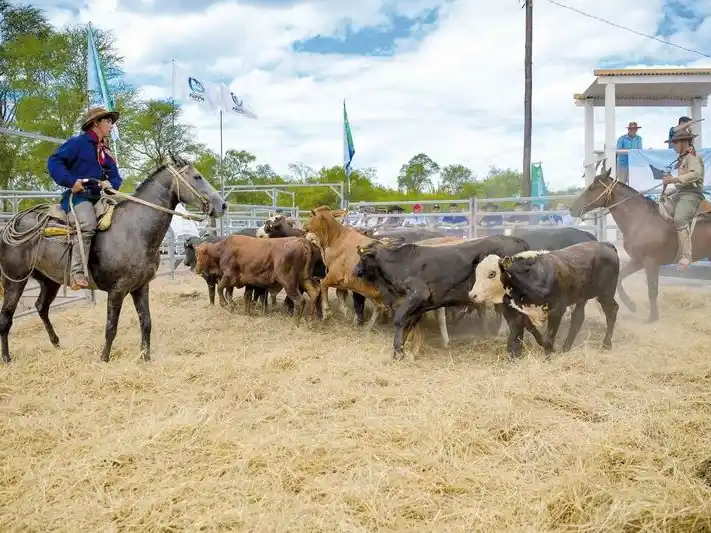En Laguna Blanca se hará la
próxima Feria Ganadera Paippera