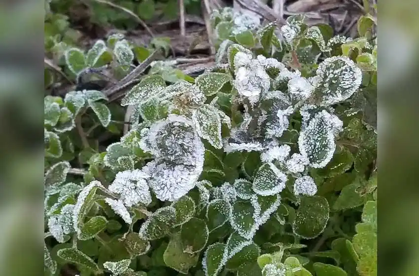 Mucho frío y muchas redes: la primera helada del año se sintió hasta en Twitter