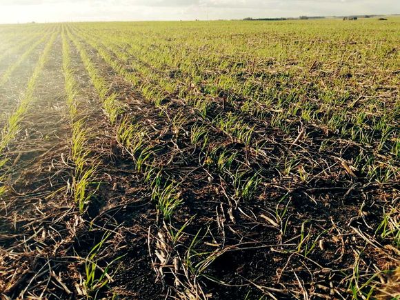 Un invierno seco y frío para el arranque de la fina