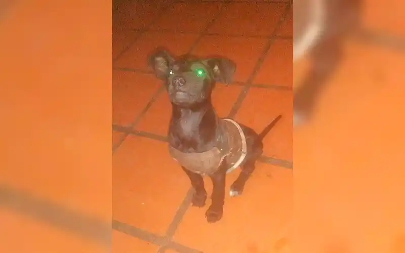 Buscan perrito robado