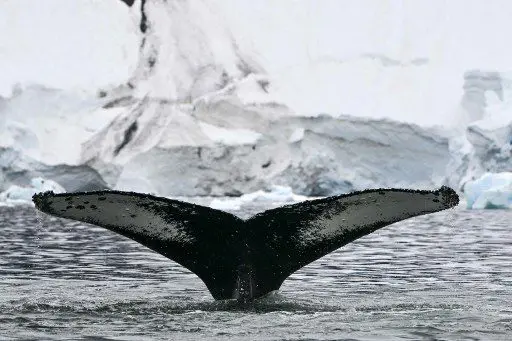La Antártida, el termómetro mundial sobre la CONTAMINACIÓN CON MICROPLÁSTICOS