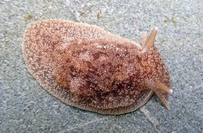Las babosas encontradas en el puerto de Mar del Plata conllevan a un riesgo sanitario