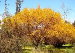 Flora autóctona, hoy: el espinillo