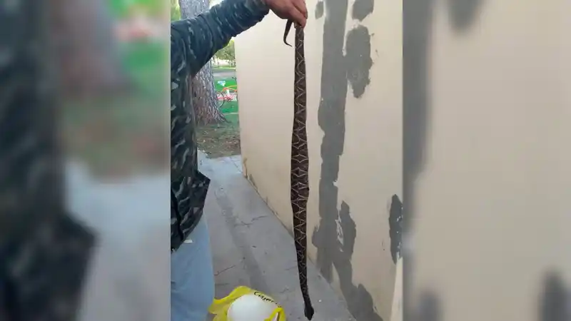 La madre del niño de 4 años mordido por una yarará contó cómo sigue su salud