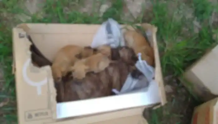 Encontraron cachorros tirados con su madre muerta